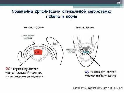 Покоящийся центр