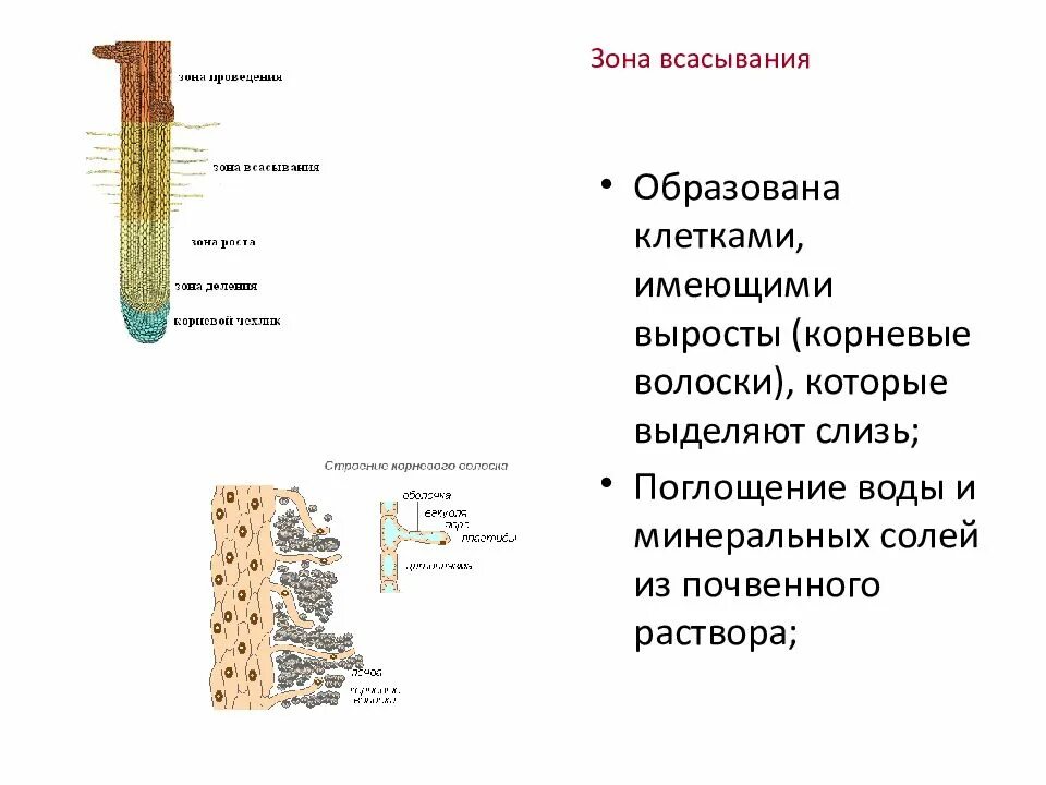 Схема строения корневого волоска. Строение корня в зоне всасывания. Корневые волоски 6 класс биология. Клеточное строение корня и ткань.