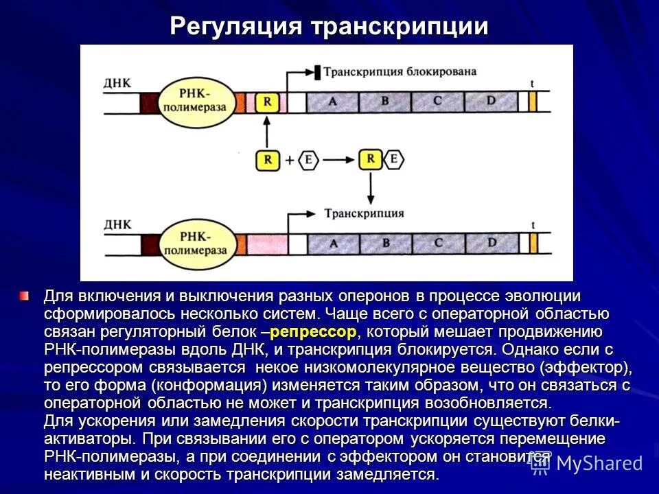 Схема транскрипции синтеза белка. Схемы: трансляция. Регуляция синтеза белка. Регуляция транскрипции РНК. Схема транскрипции и трансляции прокариот.