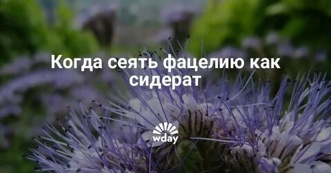 Нужно ли скашивать фацелию