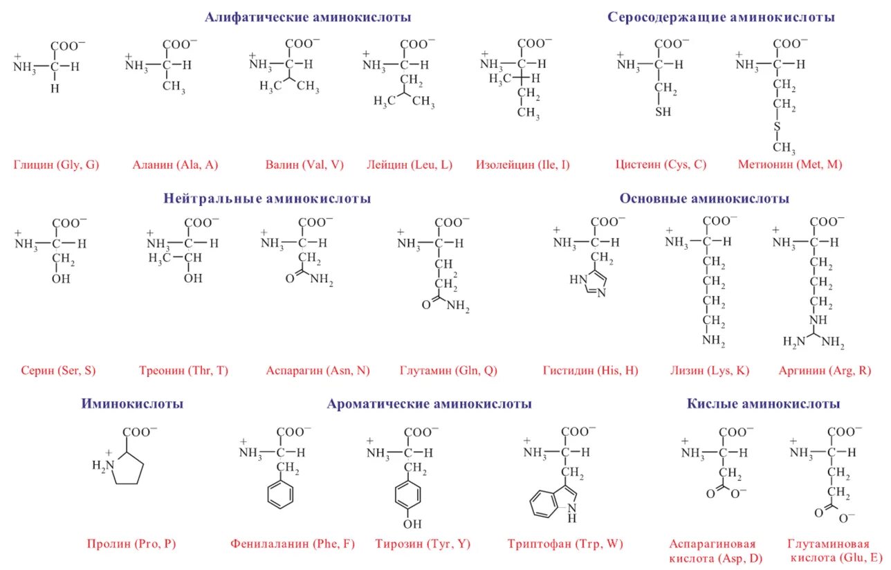 Предположите какая из представленных последовательностей принадлежит гистону. Структура аминокислот таблица. Общая структура аминокислот. Формулы аминокислот биохимия. Аминокислоты химия формулы.