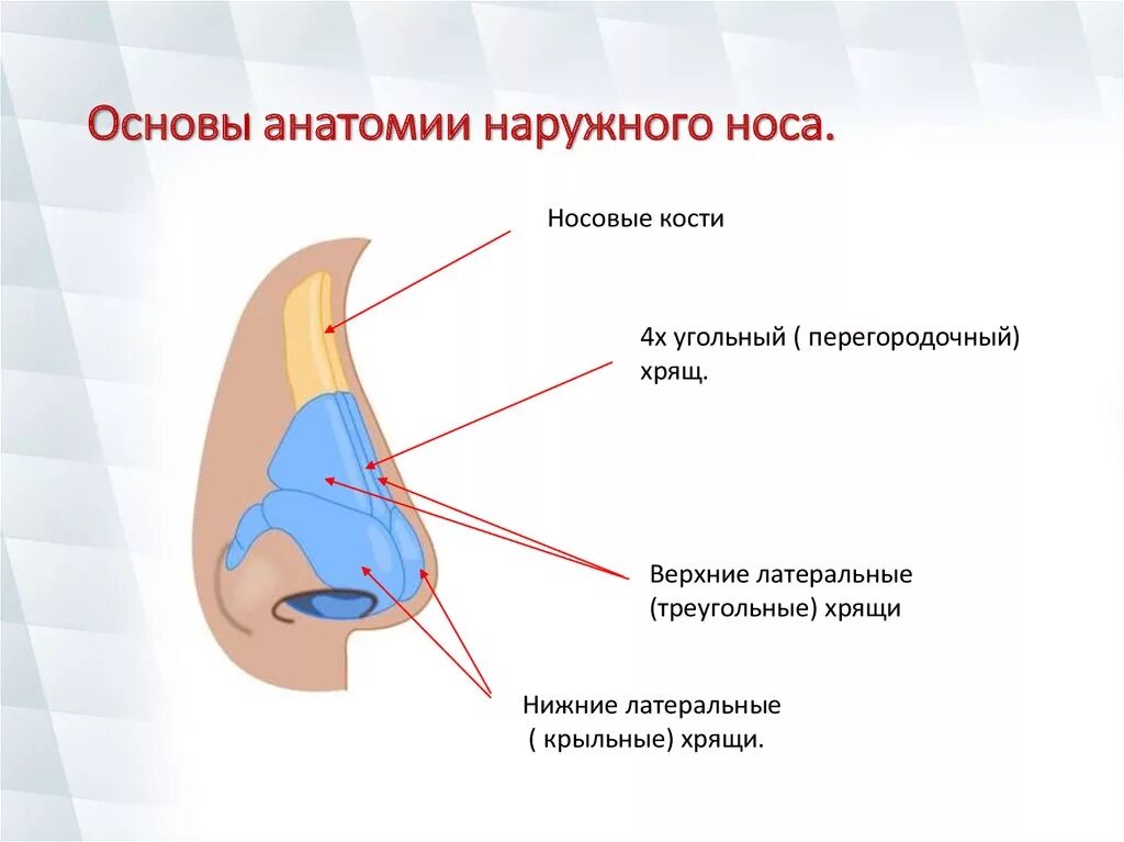 Строение наружного носа. Топографическая анатомия наружного носа. Носовая перегородка строение схематично. Наружный нос анатомия строение.