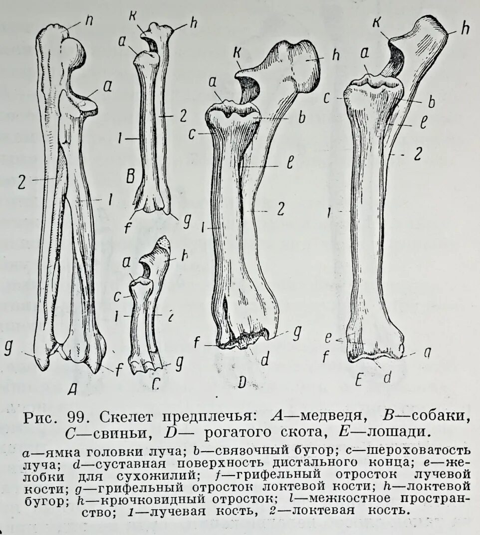 Кости предплечья КРС. Локтевая кость собаки анатомия. Локтевая и лучевая кость собаки. Локтевая кость собаки строение.