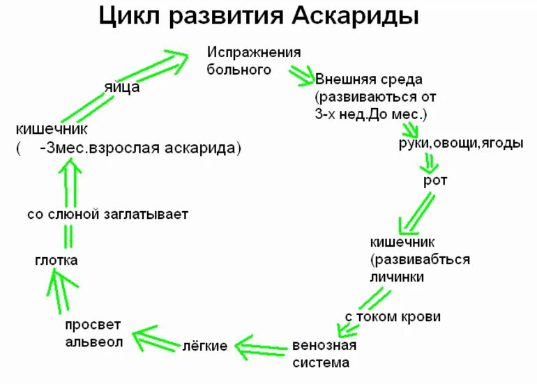 Установите последовательность происходящих при размножении человека. Цикл развития аскариды человеческой. Схема развития человеческой аскариды. Цикл развития аскариды схема. Цикл развития аскариды человеческой схема.