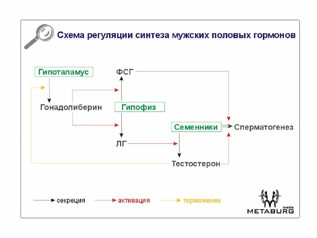 Схема регуляции половых гормонов. Схема регуляции секреции половых гормонов. Схема регуляции синтеза гормонов. Схема синтеза половых гормонов.