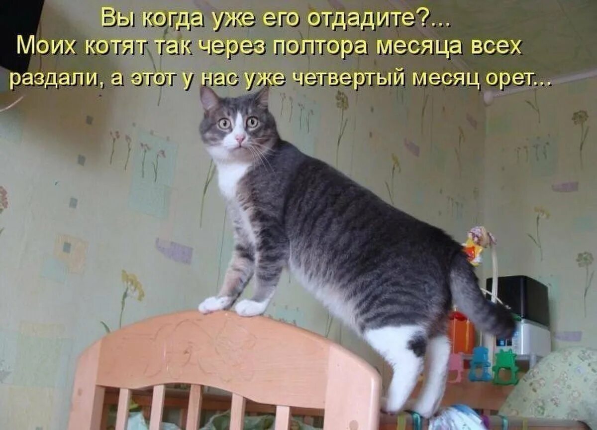 Котики с прикольными надписями. Котики приколы с надписями. Смешные картинки с котами и надписями. Коты приколы с надписями.