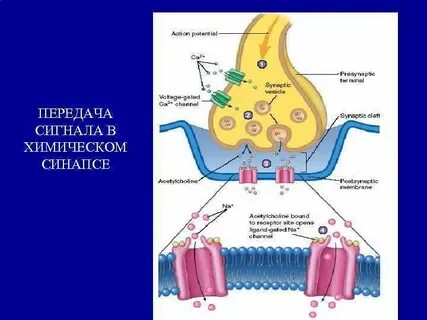 Передача сигналов в нервной системе