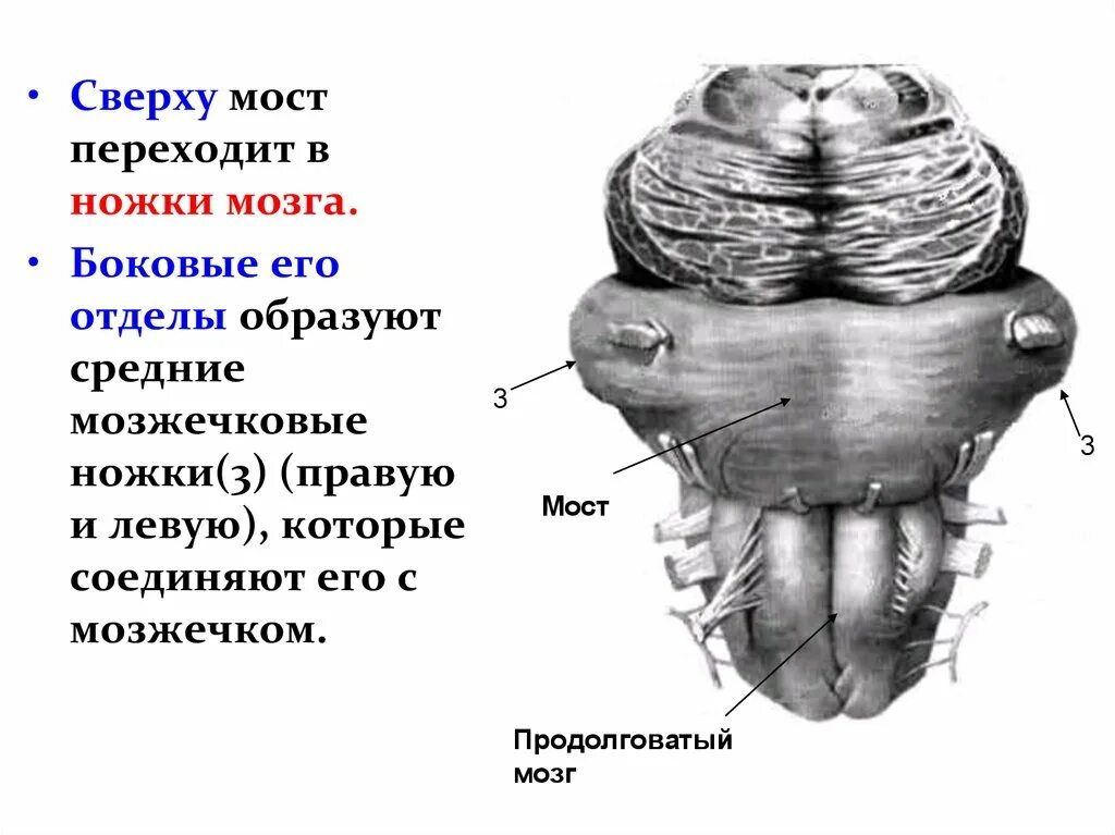 Ноги мозг голова. Задний мозг мозг анатомия. Мост мозга средние мозжечковые ножки. Отделы продолговатого мозга задний и латеральный. Задний мозг мост анатомия.