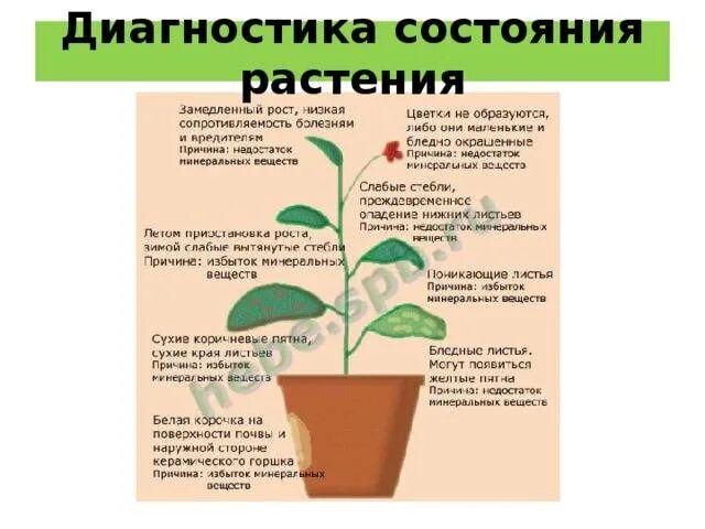 Диагностика состояния растений. Недостаток Минеральных веществ у растений. Растение как определить состояние. Признаки комнатных растений.