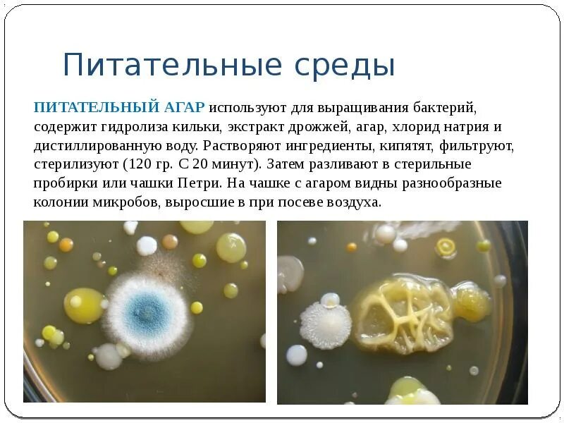 Селенитовый бульон. Скошенный агар микробиология. Salmonella висмут-сульфитный агар. Агар агар питательная среда для бактерий. Хромогенные среды микробиология.