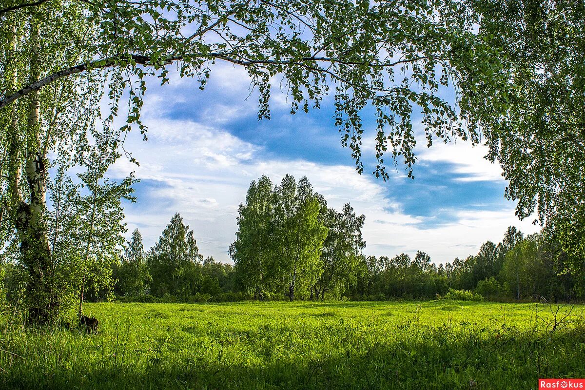 березовая роща солнечная поляна. березка алтайский край. природа березы. березовая роща сергиев посад. березовая роща солнечная поляна.
