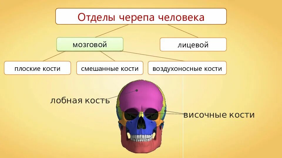 Мозговой отдел черепа кости соединение. Скелет человека соединение костей скелет головы. Мозговой и лицевой отделы черепа. Лицевой отдел черепа. Кости мозгового и лицевого отдела черепа.