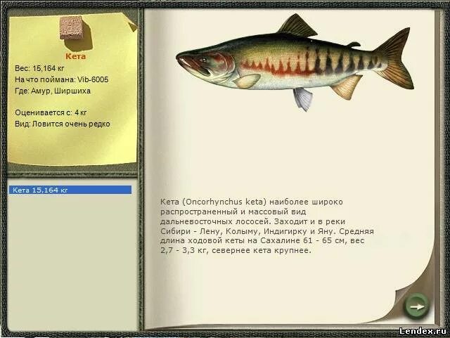 На что ловить кету Горбуша на р.Авача: fishcomm ЖЖ