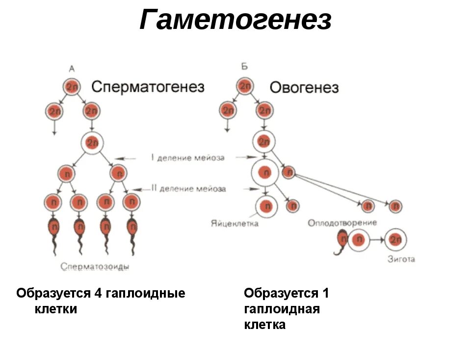 Сперматогенез. Схема сперматогенеза и овогенеза. Мейоз 10 класс биология. Гаплоидная группа славян.