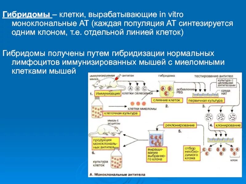 Для получения гибридом используют. Гибридомы и моноклональные антитела. способы получения моноклональных антител. схема производства моноклональных антител. технология получения гибридом.