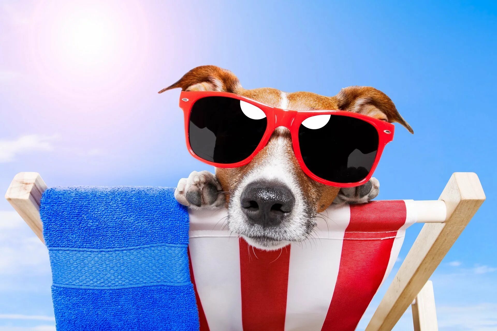 Джек-Рассел-терьер. Выходной картинки. Собака в отпуске. Собака на шезлонге в очках.