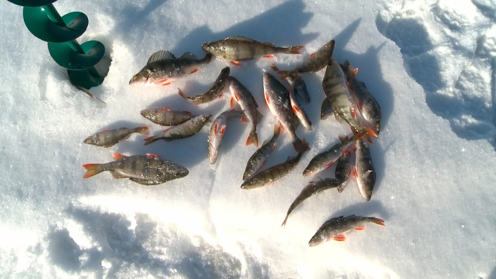 Рыбинское водохранилище зимняя рыбалка. Улов окуня зимой Рыбинское водохранилище. Зимняя рыбалка плотва окунь. Окунь улов зима. Улов окуней