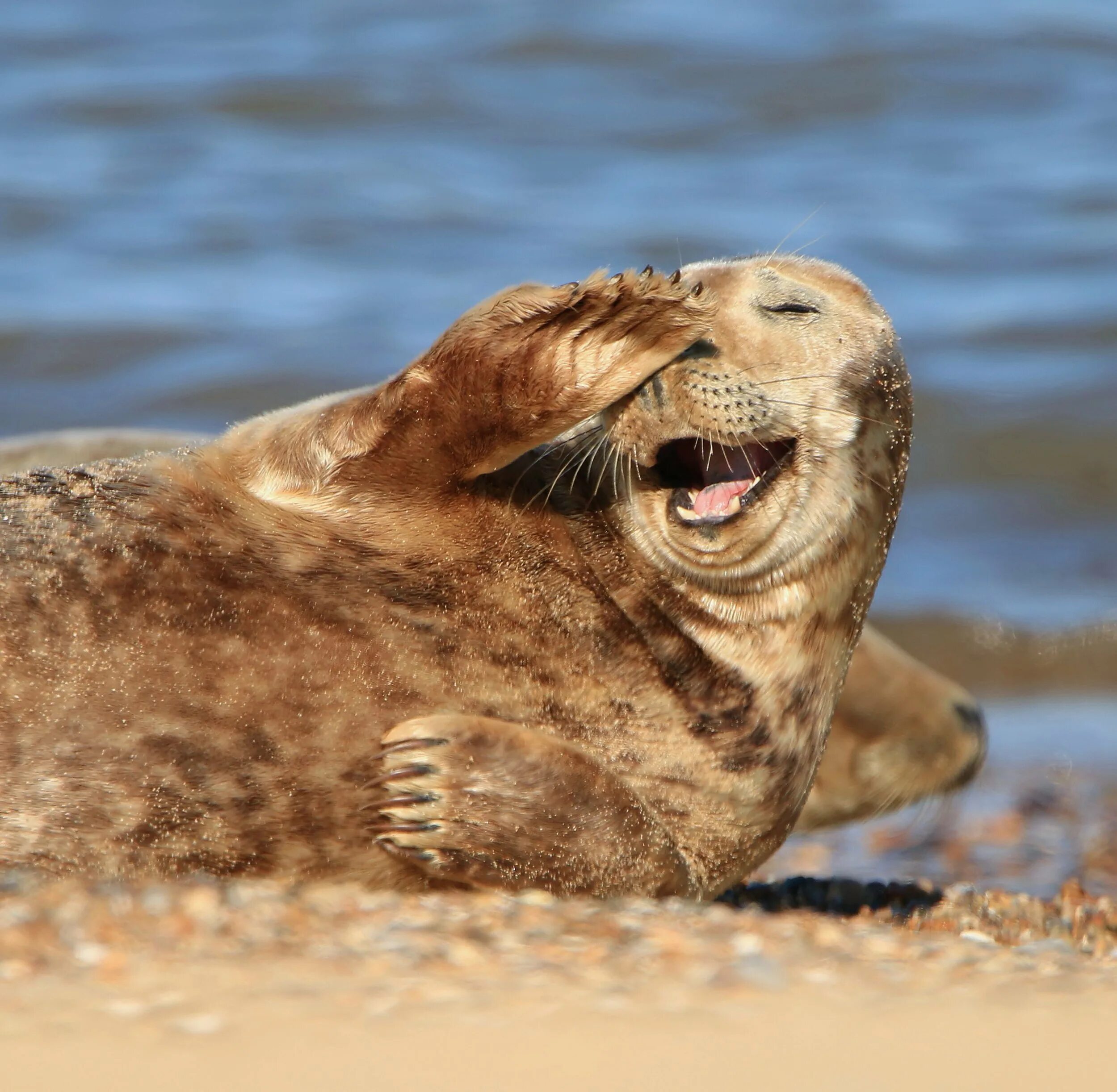 The little seal is laughing at us. Счастливый тюлень. Тюлень на берегу. Тюлень на пляже. Нерпа на пляже.