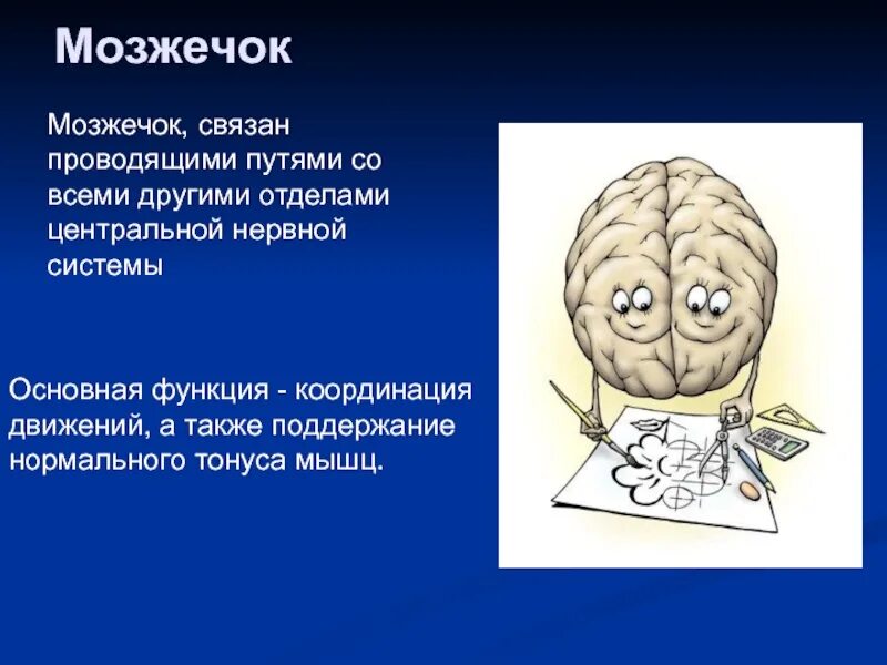 Спинной и головной мозг тест 8 класс. Мозжечок. Мозг координация движений. Мозжечок Центральная нервная система. Координация движений мозжечок.