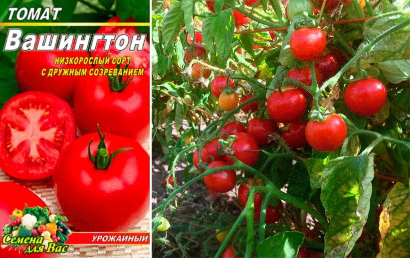 Томаты без пасынкования для теплицы лучшие сорта. Семена томатов непасынкующиеся низкорослые. томат джордж вашингтон. томаты непасынкующиеся для теплиц. томат вашингтон.