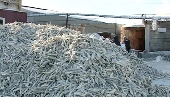 рыболовецкий колхоз ссср. рыболовецкий колхоз имени ленина камчатский край. ялта рыбколхоз 1930 год. рыболовецкий колхоз имени ленина камчатский край. рыб колхоз.