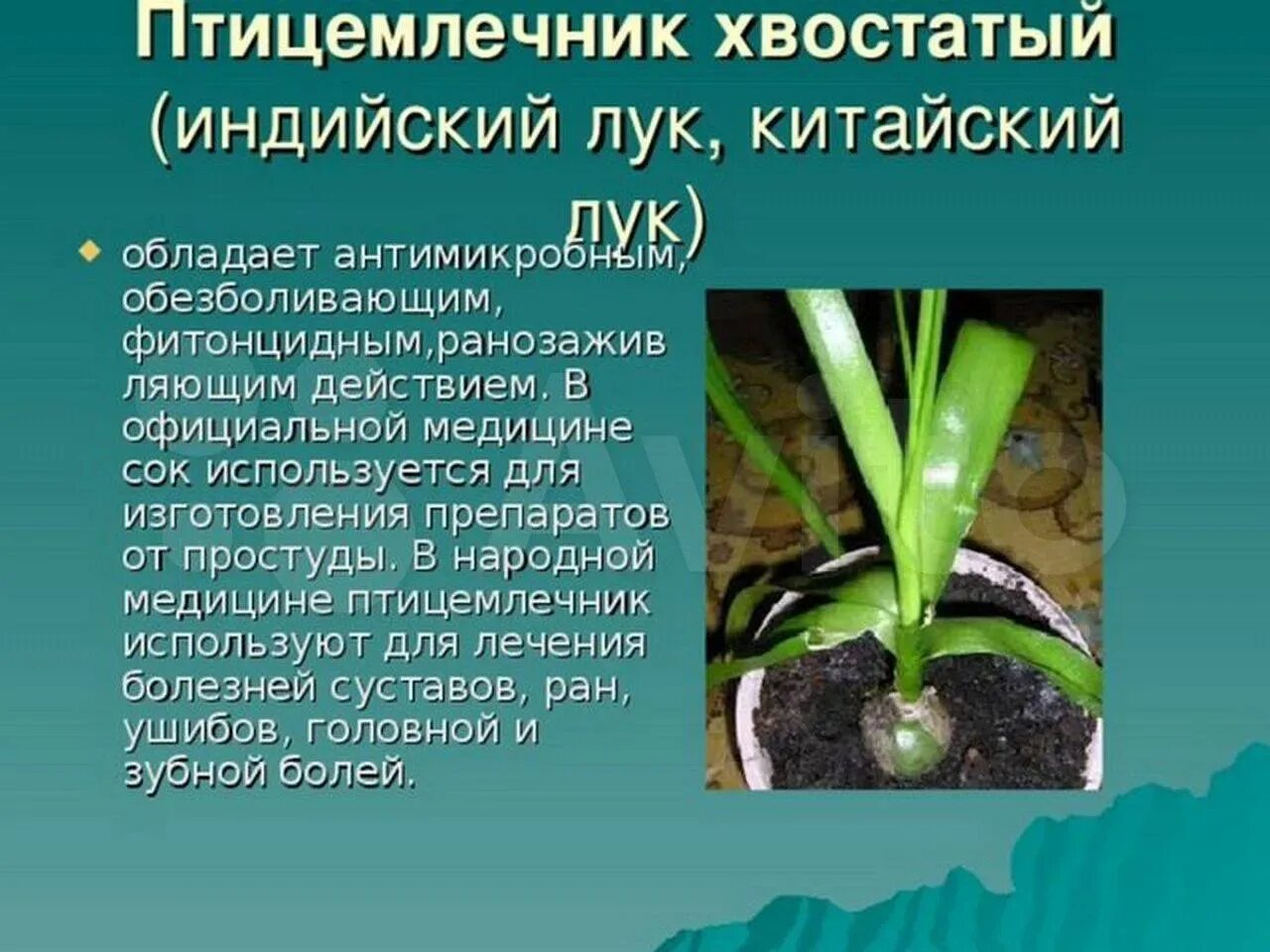 Индийский лук птицемлечник лечебный. Индийский лук применение в народной медицине. Гиппеаструм индийский лук. Птицемлечник хвостатый или индийский лук. Гиппеаструм индийский лук.