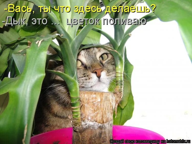 Цветы шутки. Анекдот про цветы и женщин. Анекдоты про цветы. Смешные растения. Открытка цветы шутка.