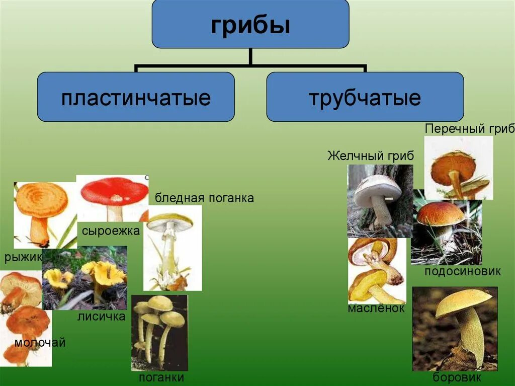 Бледная поганка трубчатый или пластинчатый гриб. Желчный гриб трубчатый или пластинчатый. Лисичка трубчатый или пластинчатый гриб. Опята трубчатые или пластинчатые грибы. Мухомор трубчатый или