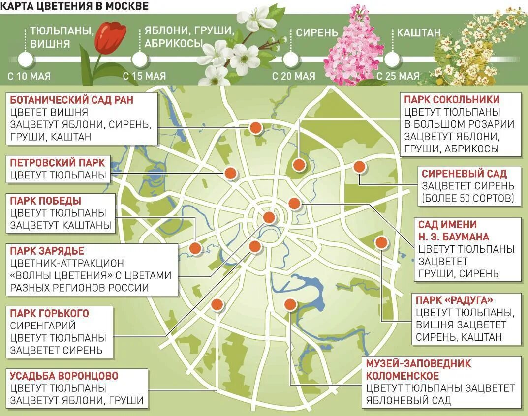 Карты московских парков. Цветение в Москве карта. Цветение Сакуры в Москве. Период цветения Сакуры в Москве. Сакура цветет в Москве.