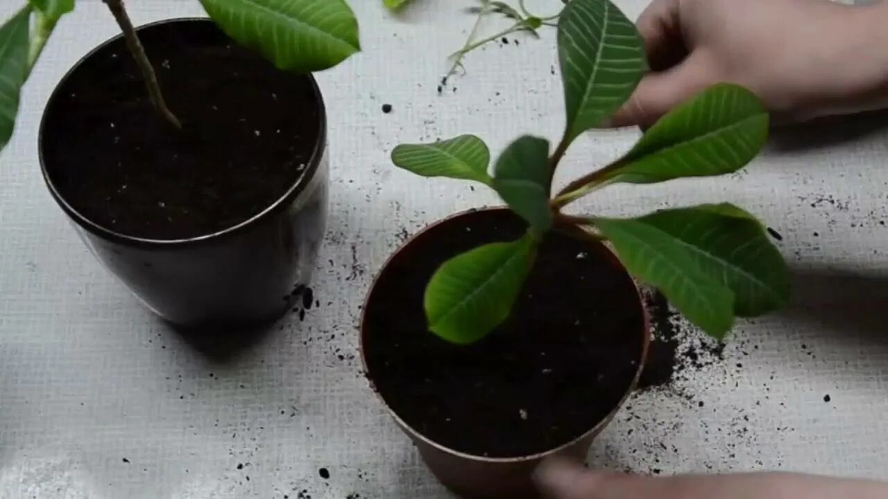 Молочай пересадка. Молочай беложильчатый. Фикус молочай. Молочай беложильчатый цветет. Молочай беложильчатый размножение.