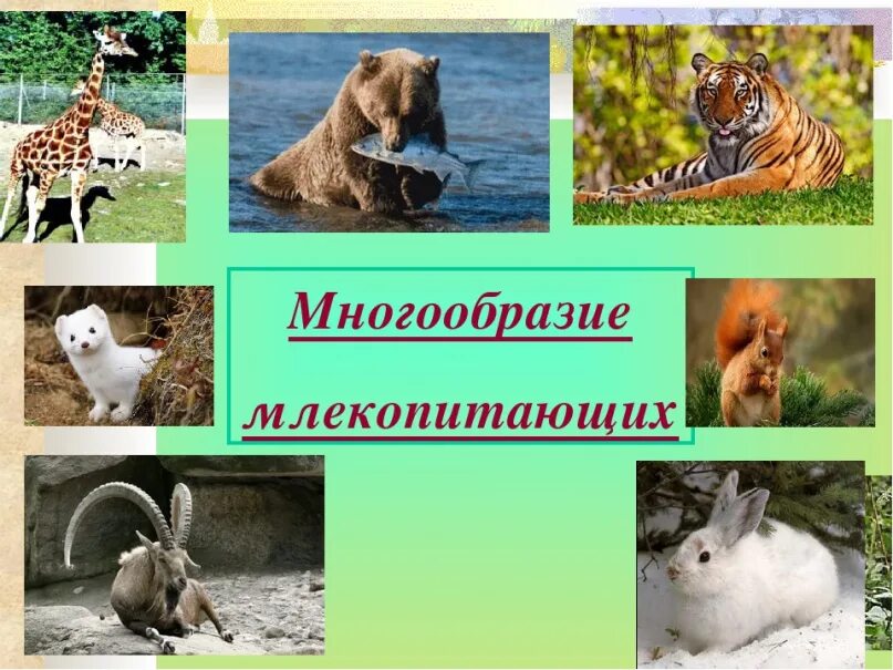 Разнообразие животных 3 класс видеоурок. Многообразие млекопитающих. Млекопитающие многообразие видов. Многобразиемлекопитающих. Млекопитающие презентация.