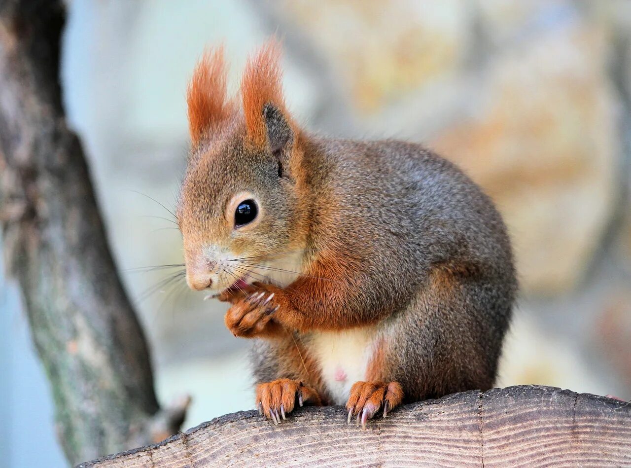 Белка картинка. Картинки на рабочий стол белки. Белок (sciurus vulgaris) алтайский заповедник. Обои на рабочий стол белка. Ел ха.
