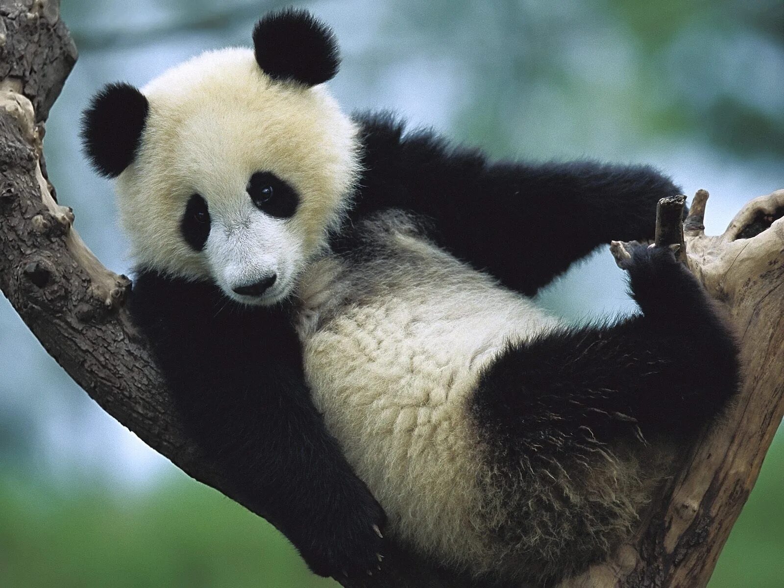 Pandas download