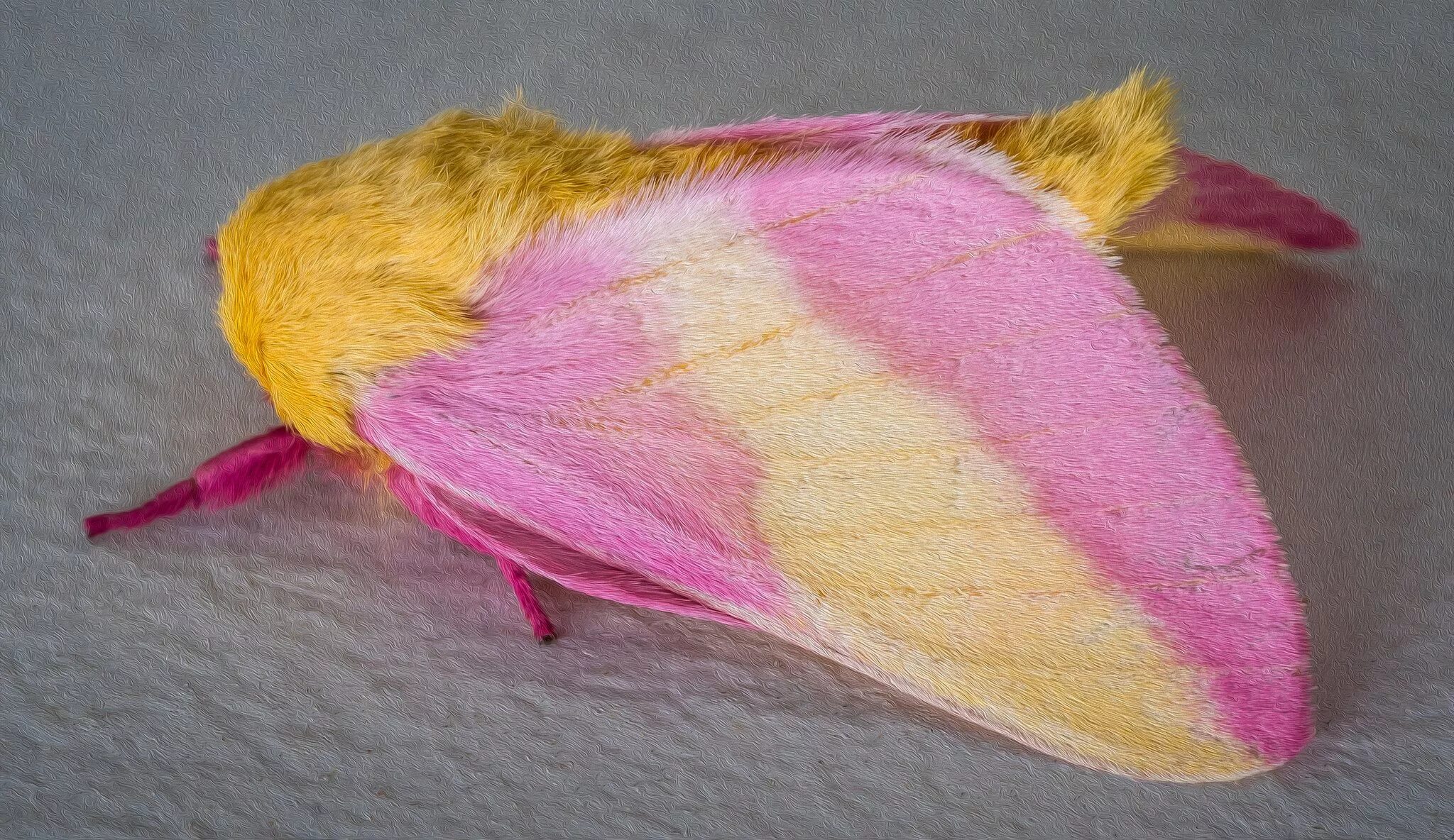 Кленовый мотылек. Мотылёк dryocampa rubicunda. Павлиноглазка dryocampa rubicunda. Rosy maple moth. Мотылёк dryocampa rubicunda.