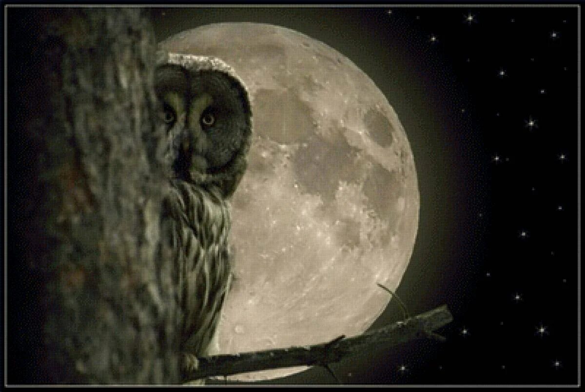 Ночные совы и летнее небо читать. Бородатая неясыть. Мистическая Сова. Сова ночью. Ночь Луна Сова.