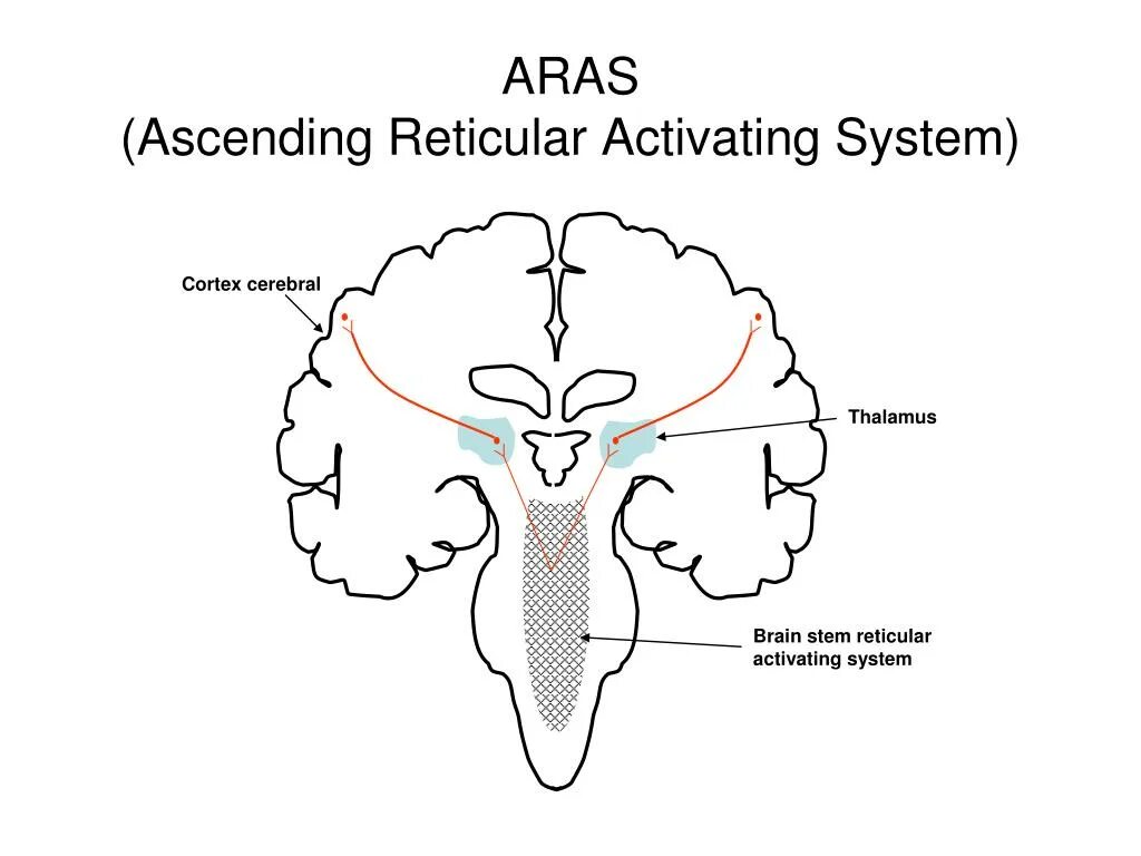 Activate system. Reticular activating System. Reticular activating System and Cortex. Reticular formation functions. Brainstem.