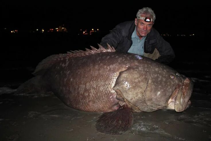 Italian pro angler lands possible world record catfish measuring over 9 feet lon