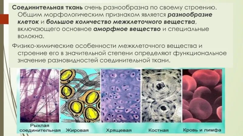 Соединительная ткань человека таблица. Строение межклеточного вещества соединительной ткани. Соединительная ткань звездчатой формы. Соединительные ткани 8 класс. Основное вещество соединительной ткани.