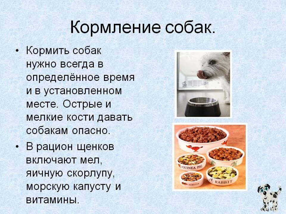 Миска для кота. Натуралка корм для котов. Подскажи чем кормить. Какую еду нельзя кошкам. 5 месячного котенка.