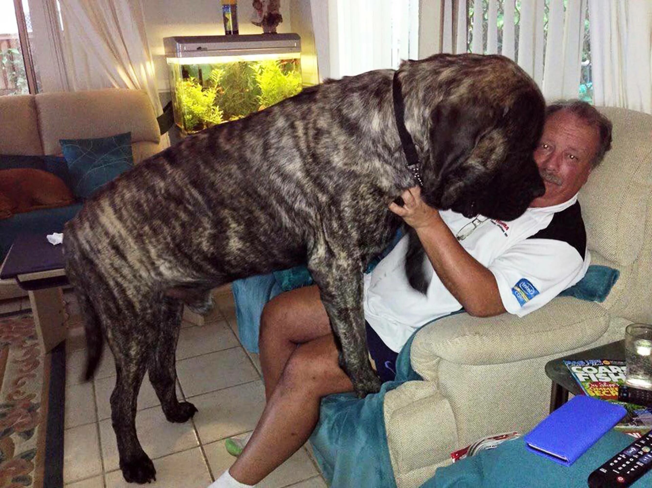 Предложение огромный пес. Большие собаки. Самые большие собаки. Самый большой пес. Огромные собаки породы.