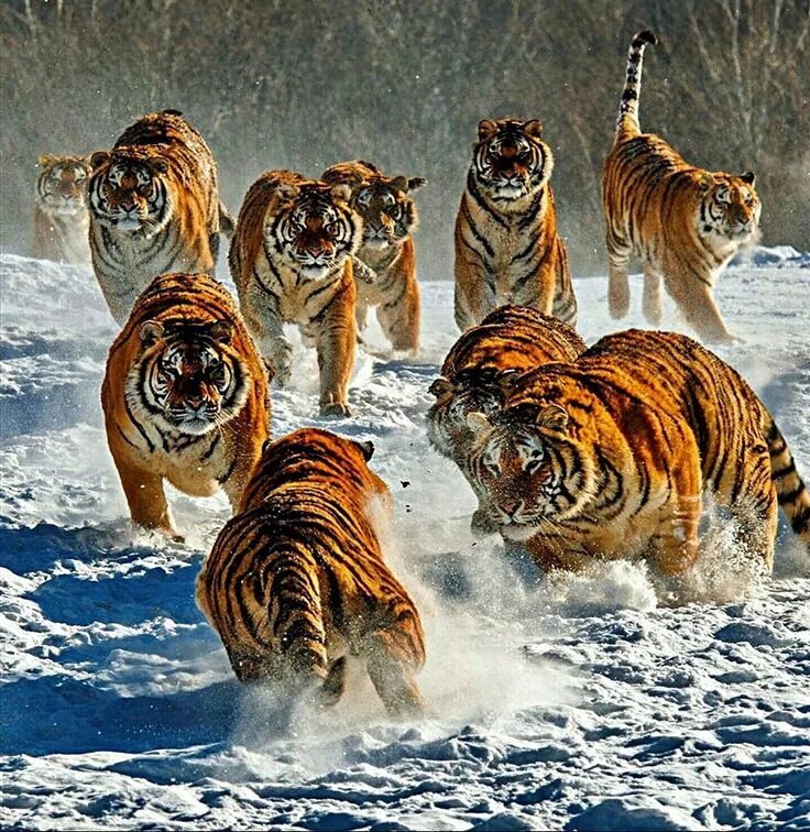 Где есть животных
