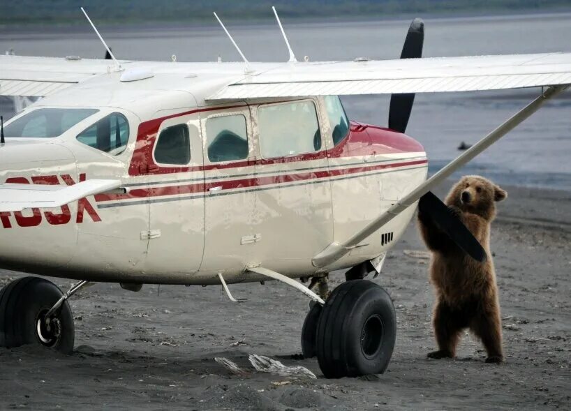 медвежонок в самолете. самолет медвежонок. самолет медвежонок. орешково аэродром медведь. животные на взлетной полосе.