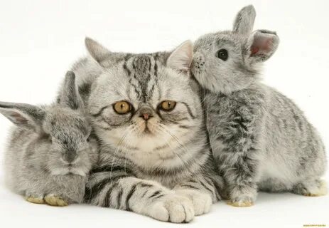 Котенка зайка