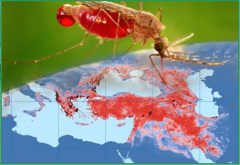 Течение тропической малярии. Малярийный комар заражение. Возбудитель тропической малярии. Всемирный день малярии. Борьба с малярией.