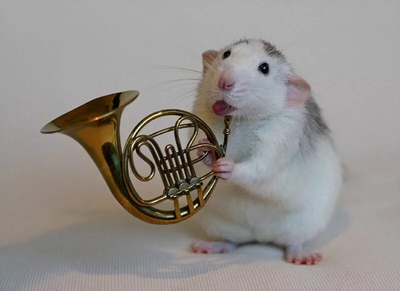 хомяк с гитарой. поющая мышь. крыса поет. мышка с музыкальным инструментом. крыса поет.