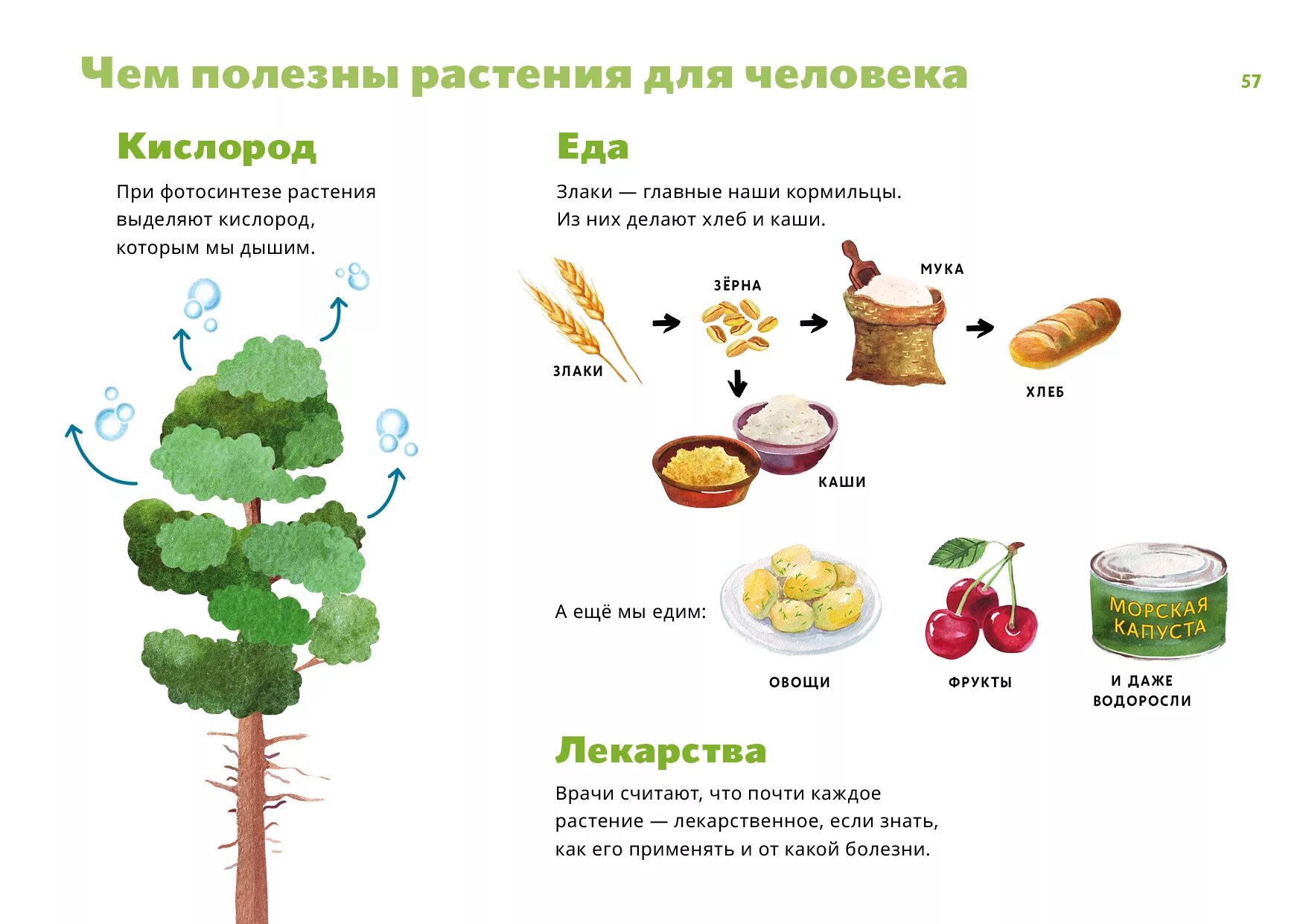 Человек получает от растений. Польза растений. Польза растений для человека. Что полезно для растений. Растения и польза рисунок.