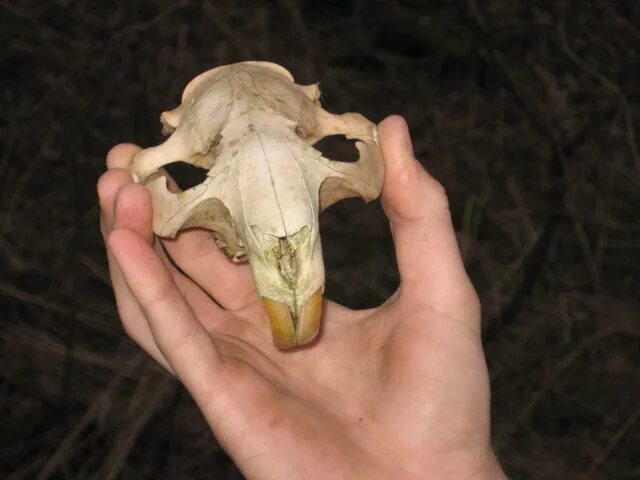 Бобр череп. Бобр череп