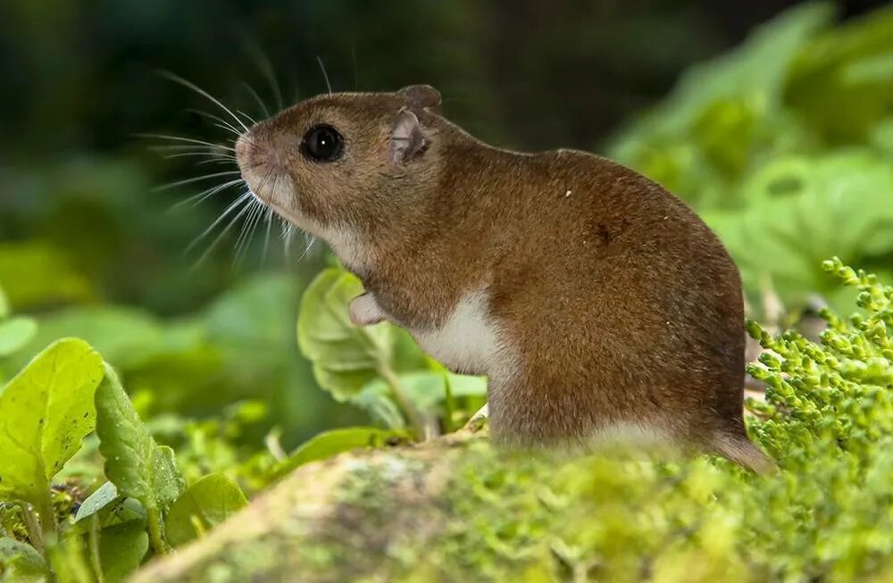 Хомячок Эверсманна. Хомячок Эверсманна (Allocricetulus eversmanni). Хомячок Эверсмана в Ульяновской области. Хомяк Эверсманна монгольский.