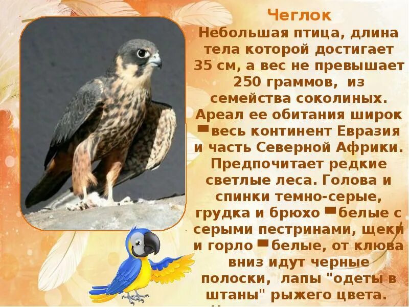 Какая птица быстрее всех. Кто самая быстрая птица. самая быстрая быстрая птица в мире. самые быстрые птицы в мире таблица. какое самое быстрая птица в мире название и описание.