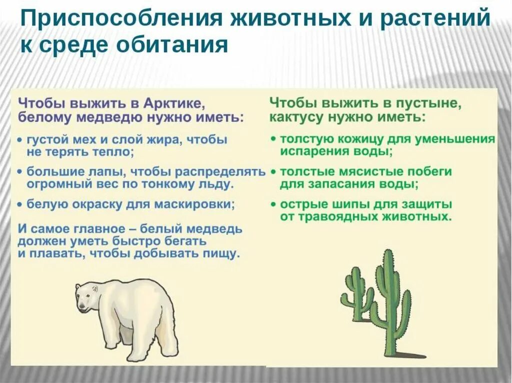 Среди приведенных ниже приспособлений организмов выберите. Приспособление животных к среде. Приспособленность животных к среде обитания. Приспособления животных и растений. Приспособление животных и растений к среде обитания.